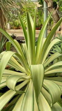 Agave demeesteriana or Agave Jacobi in green house dome.