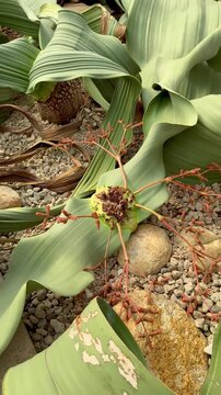 Welwitschia mirabilis has several common names, most notably welwitschia, tree Tumbo, and its nickname, the living fossil,