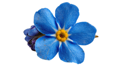 Vibrant blue flower with yellow center and small bud isolated on transparent background