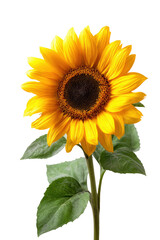 Obraz premium Vibrant yellow sunflower with green leaves and stem standing upright isolated on transparent background