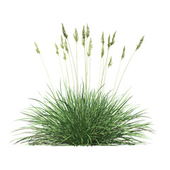 Spiky fescue (bearskin, Festuca gautieri) isolated transparent realistic background photo realistic 3d rendering PNG with alpha channel
