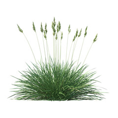 Spiky fescue (bearskin, Festuca gautieri) isolated transparent realistic background photo realistic 3d rendering PNG with alpha channel

