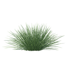 Spiky fescue (bearskin, Festuca gautieri) isolated transparent realistic background photo realistic 3d rendering PNG with alpha channel
