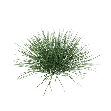 Spiky fescue (bearskin, Festuca gautieri) isolated transparent realistic background photo realistic 3d rendering PNG with alpha channel
