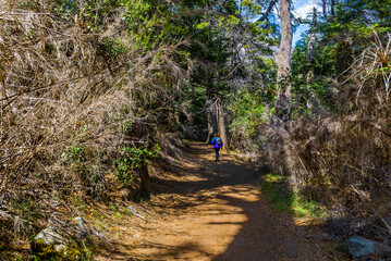 Obraz premium Arrayanes Trail, Lake Moreno West, Bariloch, Rio Negro Province, Argentine Patagonia.