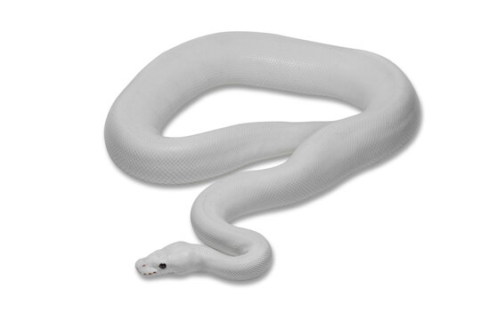 Leucistic (white) ball python morph (Python regius) is an impressive and striking animal.