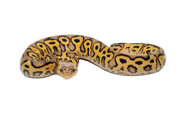 Ball Python (Python regius) also called the Royal Python, is a python species native to West and Central Africa.