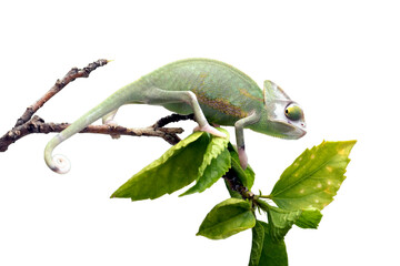Veiled chameleon (Chamaeleo calyptratus) photographed walking on tree branch with fresh green leaves