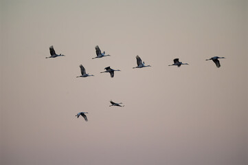 Fototapeta premium A small flock of sandhill cranes in early evening light at Hiwassee Wildlife Refuge near Dayton, Tennessee 