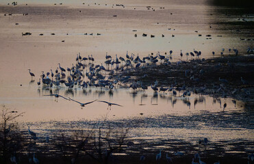 Sunset in the Hiwassee Wildlife Refuge with sandhill cranes flocking in to roost for the night