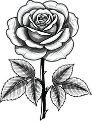 Detailed rose flower botanical bloom vector