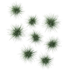 Obraz premium Spiky fescue (bearskin, Festuca gautieri) top view isolated transparent realistic background sketch PNG with alpha channel 