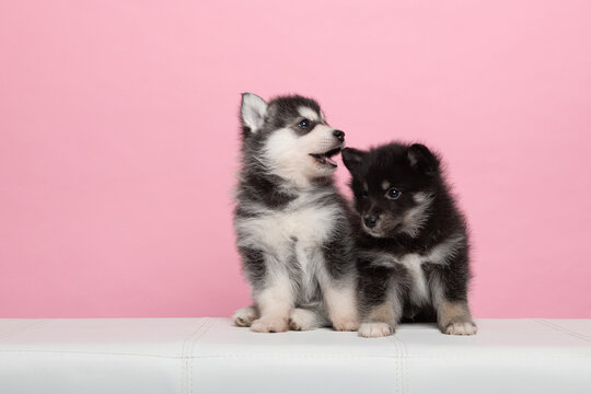 Two cute pomsky puppies playing together on a pink background