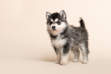 Cute pomsky puppy standing on a creme sand background