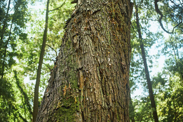 Nature background with rough tree bark texture