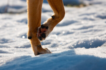 CLOSE UP: Front legs of a brown dog walking on the bright surface covered with fresh snow. Paws...