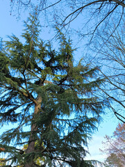 evergreen tree in the sky