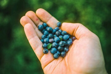 Hand holding fresh blueberries in summer garden