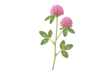 Pink clover blossoms on slender green stems with rounded leaflets against transparent background