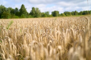 Wheat farmland with rustic summer landscape view