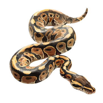 Flat 2D Python vector illustration, icon graphic on white background