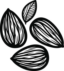 Almonds and Leaf Hand Drawn Vector