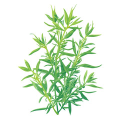 Fototapeta premium Tarragon, 2D flat vector illustration in icon style, isolated on a white background