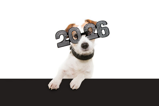 Dog new year with paws over black edge. wearing  glasses with the inscription 2026 on  white background