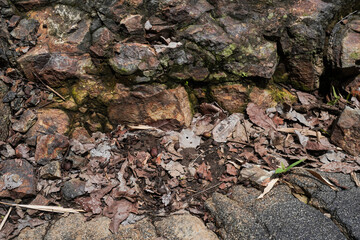 Obraz premium A rough rocky ground surface covered with many fallen dry leaves. Empty background.