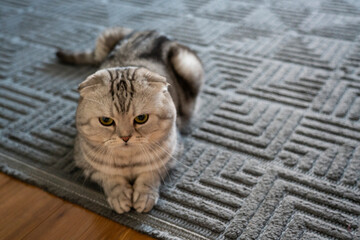 A Scottish Fold cat is lying on the floor. High quality photo