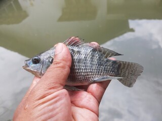 Small Freshwater Tilapia on Hand &ndash; Fishing Catch Close-Up