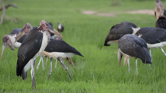  a colony of marabou storks in a feeding frenzy.