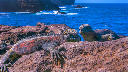 Marine Iguana, Amblyrhynchus cristatus, Gal&aacute;pagos National Park, UNESCO World Heritage Site, Gal&aacute;pagos Islands, Ecuador, South America