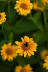 Bumblebee collecting pollen on yellow flower close-up