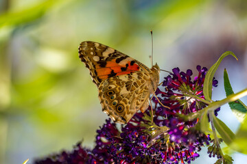 Butterfly stop at a violet lilac during summer time and sunlight