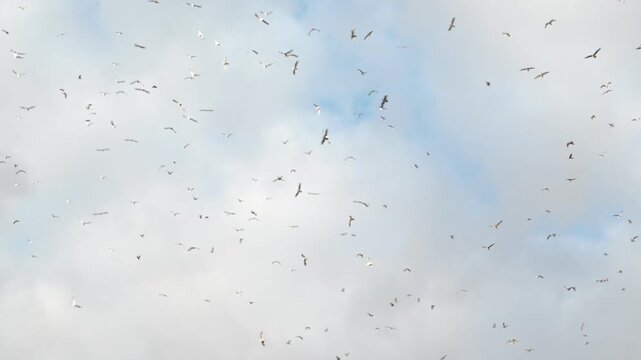 Una bandada de gaviotas en el cielo