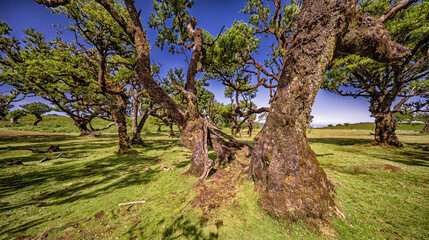 Mystical Fanal Forest, Vereda do Fanal, Laurissilva Forest Paul da Serra, Ancient Laurel Forest, UNESCO World Heritage Site, Madeira, Portugal, Europe