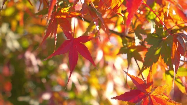 beautiful red autumn leave maple,