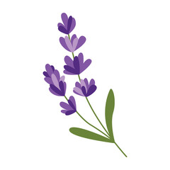 Rich purple lavender branch vector illustration with hand drawn details. 
