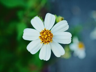 A close up of a white flower with a blurry background