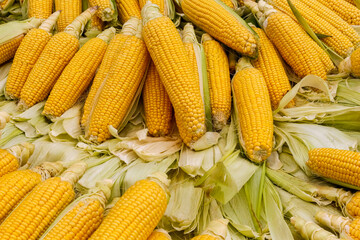 Fresh, large, ripe sweet corn on the stall at the neighborhood market.