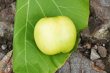 A large freshly harvested green Malang apple, placed on a leaf surface, photographed from above. Flat lay high angle shot.