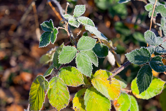 Idyllic woodland with close-up of Rubus plant at German village of Zeppelinheim on a sunny autumn day. Photo taken November 22nd, 2025, Frankfurt am Main, Germany.