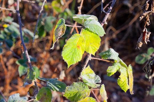 Idyllic woodland with close-up of Rubus plant at German village of Zeppelinheim on a sunny autumn day. Photo taken November 22nd, 2025, Frankfurt am Main, Germany.