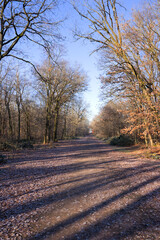 Idyllic woodland at German village of Zeppelinheim on a sunny autumn day. Photo taken November 22nd, 2025, Frankfurt am Main, Germany.