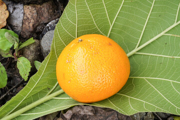A large freshly harvested orange fruit with bright orange color, placed on a leaf surface, photographed from above. Flat lay high angle shot