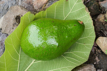 A large green avocado freshly harvested, placed on a leaf surface, photographed from above. Flat lay high angle shot
