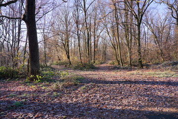 Idyllic woodland at German village of Zeppelinheim on a sunny autumn day. Photo taken November 22nd, 2025, Frankfurt am Main, Germany.