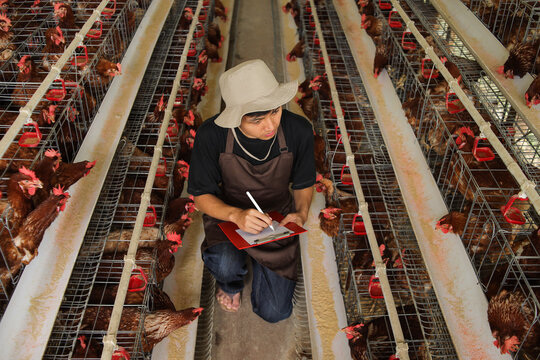 Farmer Inspecting Happy Hens in Modern Poultry Farm Ensuring Ethical and Sustainable Practices