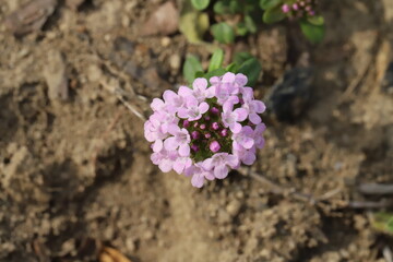 日本の春の庭に咲くイブキジャコウソウのピンク色の花